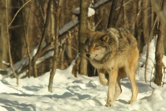 Wolf Trot. Photo courtesy of John Cavers