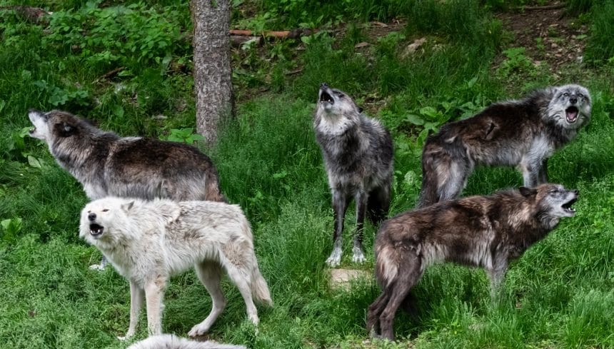 Haliburton Forest Wolf Centre - Haliburton Forest & Wild Life Reserve Ltd