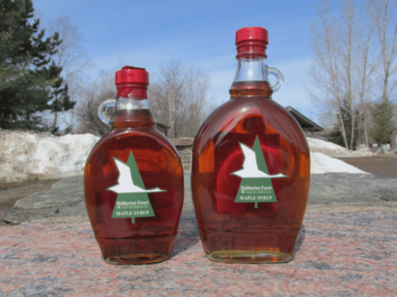 Maple Tree - Syrup - Haliburton Forest & Wild Life Reserve Ltd