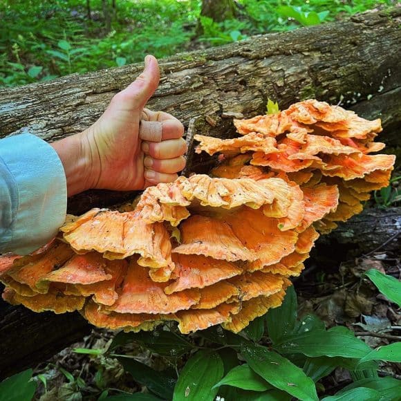 Intro to Wild Edible Mushrooms - Haliburton Forest & Wild Life Reserve Ltd